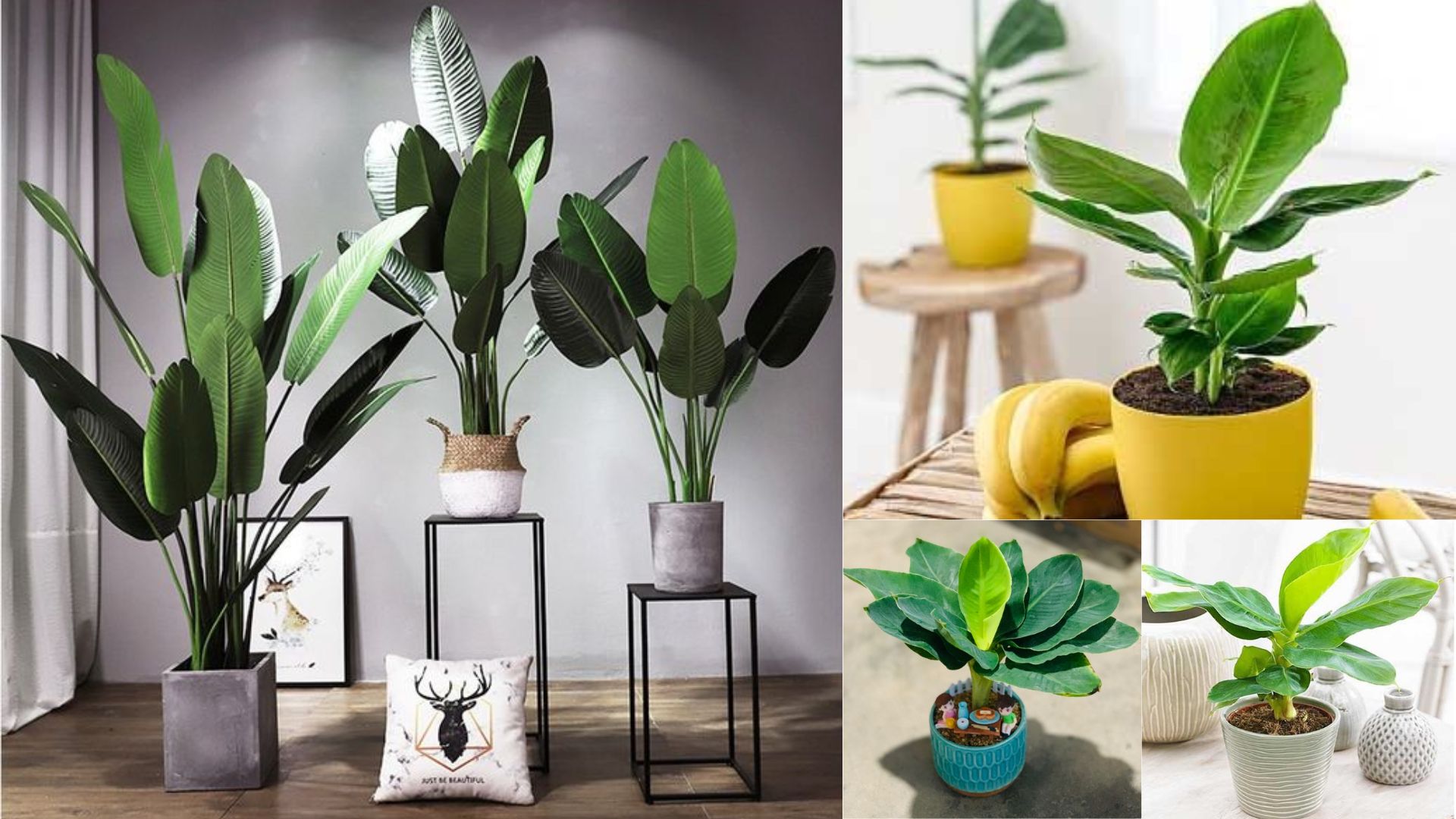 Ph&acirc;n loại c&acirc;y Chuối Cảnh